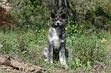 AKITA INU 419